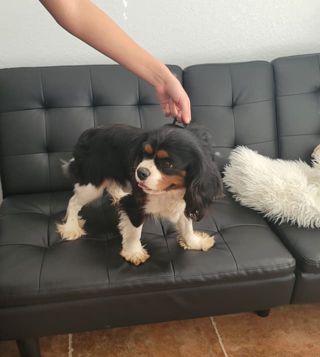 Cavalier King Charles Spaniel Puppies media 3