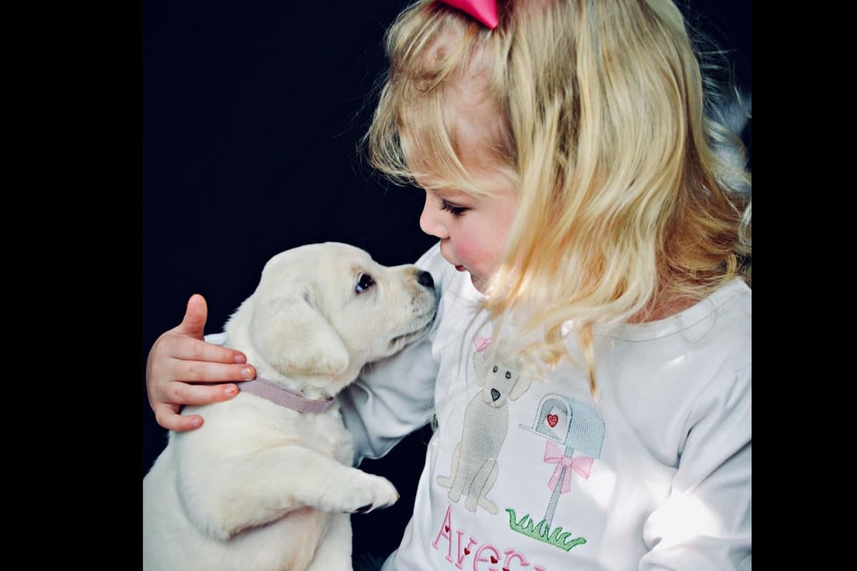 Labrador Retriever Puppies breeder image 1