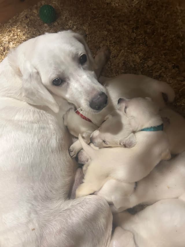 Labrador Retriever Puppies media 2
