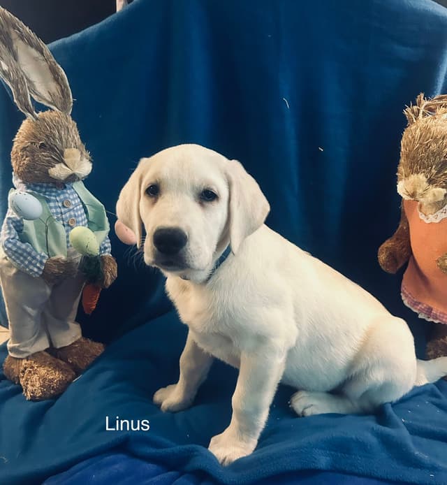 Labrador Retriever Puppies media 4