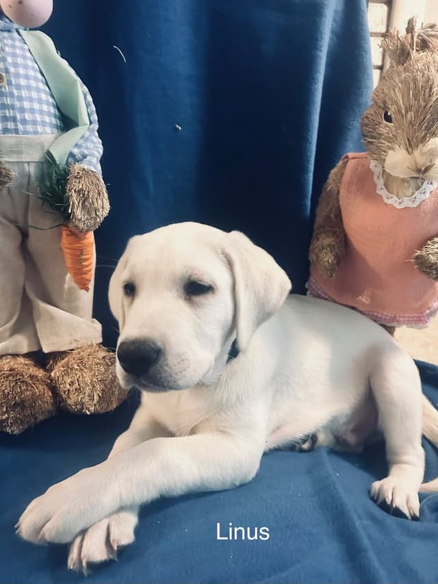 Labrador Retriever Puppies media 5