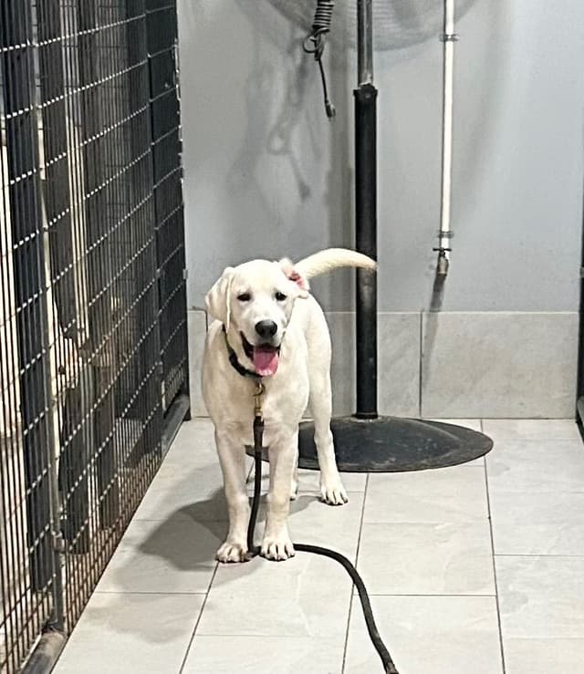 Labrador Retriever Puppies media 7