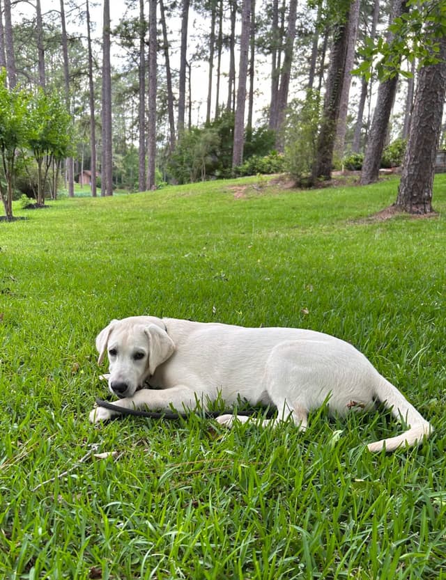 Labrador Retriever Puppies media 8