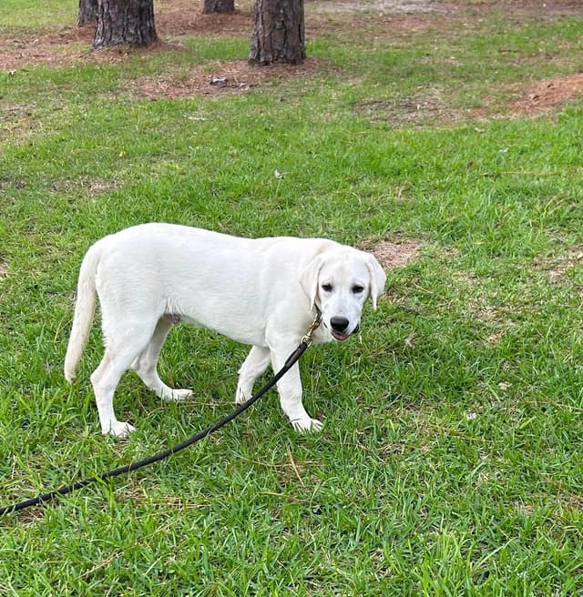 Labrador Retriever Puppies media 9