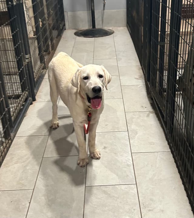 Labrador Retriever Puppies media 12