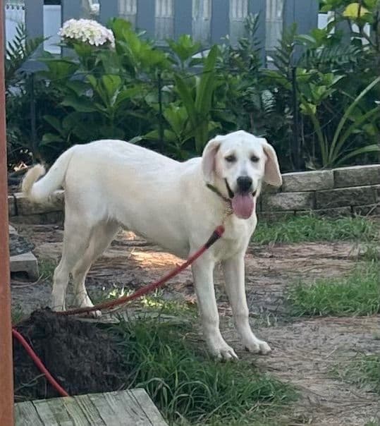 Labrador Retriever Puppies media 14