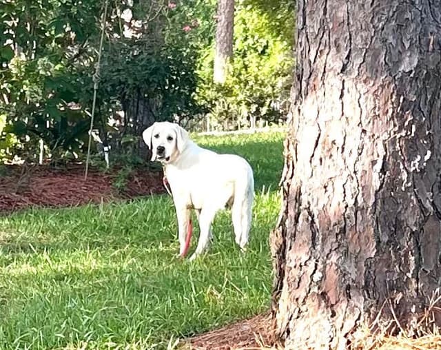 Labrador Retriever Puppies media 16