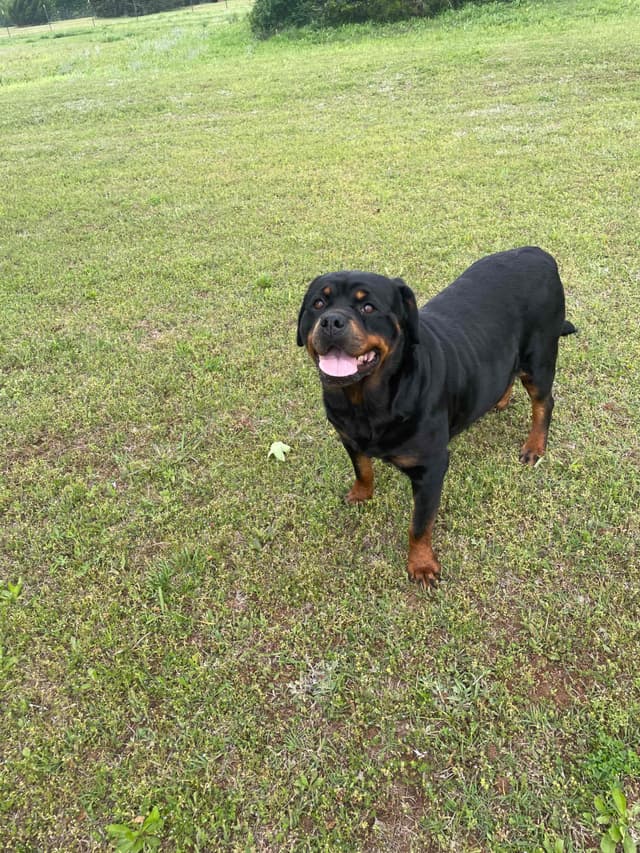 Rottweiler Puppies media 2
