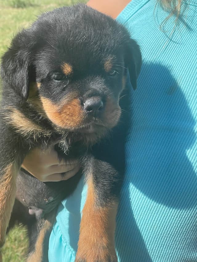 Rottweiler Puppies media 3