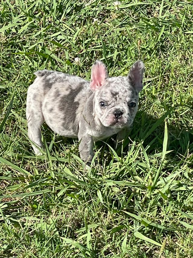 French Bulldog Puppies media 3