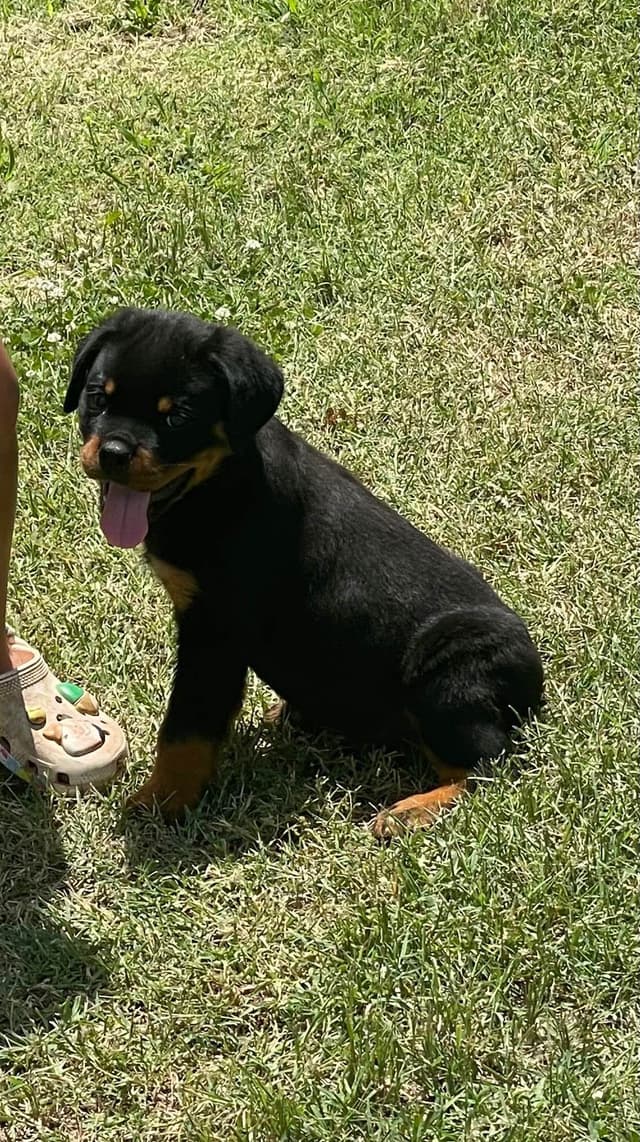 Rottweiler Puppies media 4