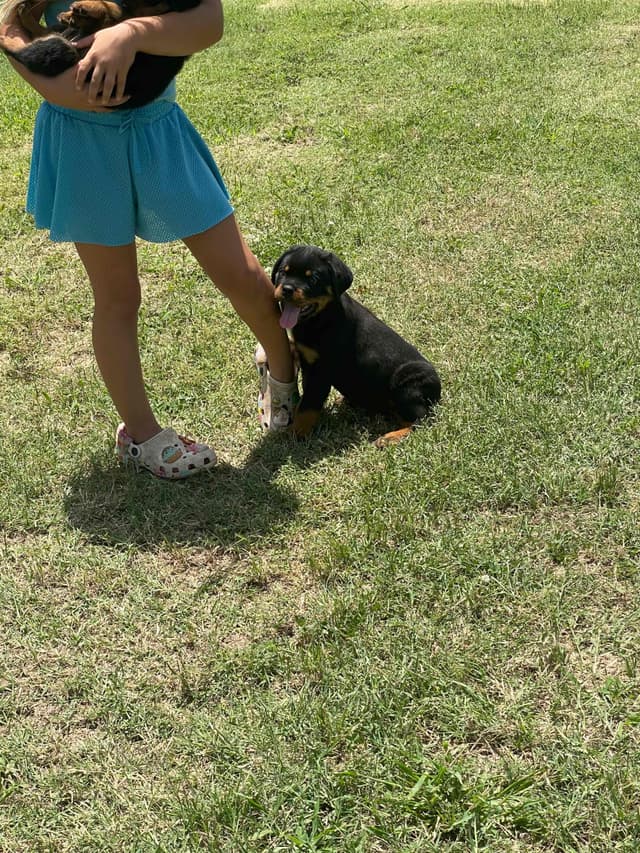 Rottweiler Puppies media 5