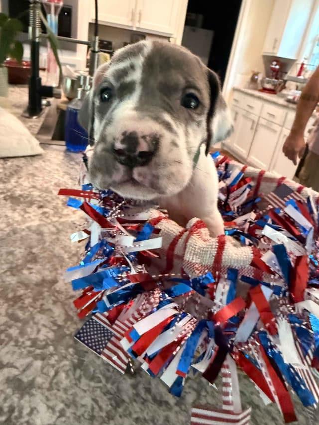 Great Dane Puppies media 4