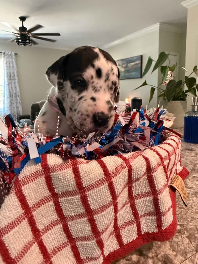 Great Dane Puppies media 5