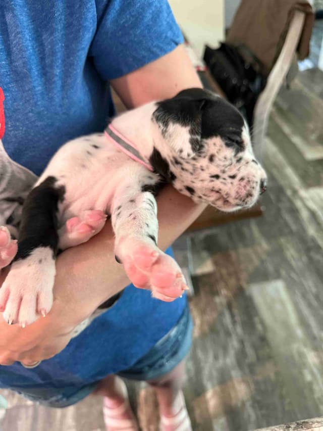 Great Dane Puppies media 7