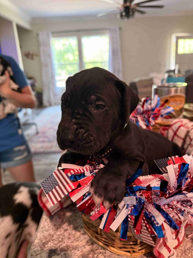 Great Dane Puppies media 9