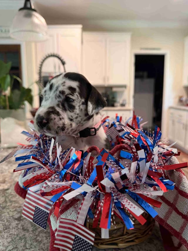 Great Dane Puppies media 8