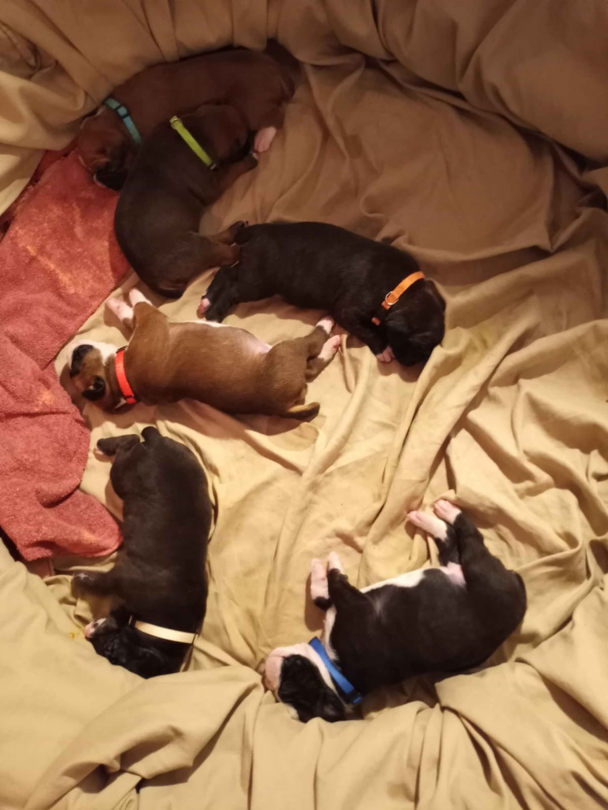 Black Tie's Cosmic Ginger presents beautiful boxer puppies breeder image 1