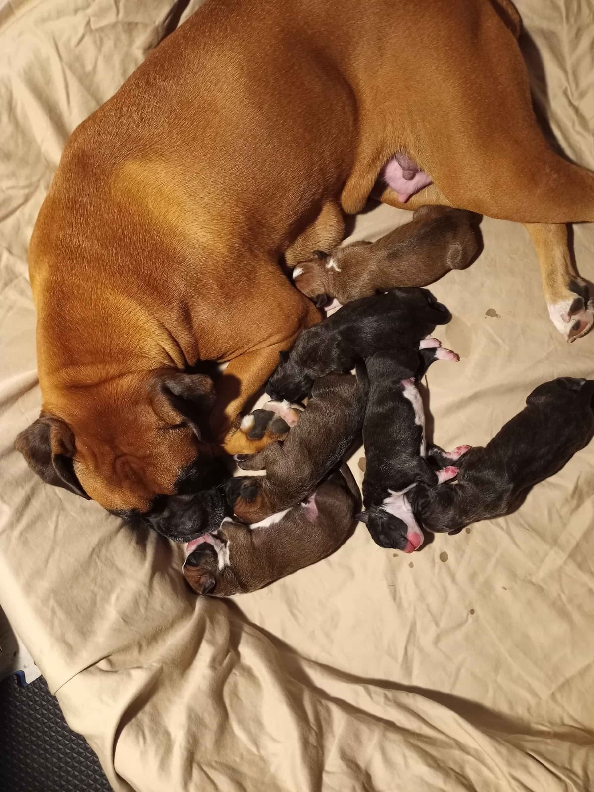 Black Tie's Cosmic Ginger presents beautiful boxer puppies breeder image 3