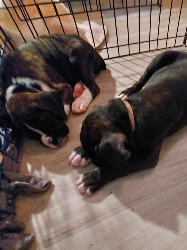 Black Tie's Cosmic Ginger presents beautiful boxer puppies media 2