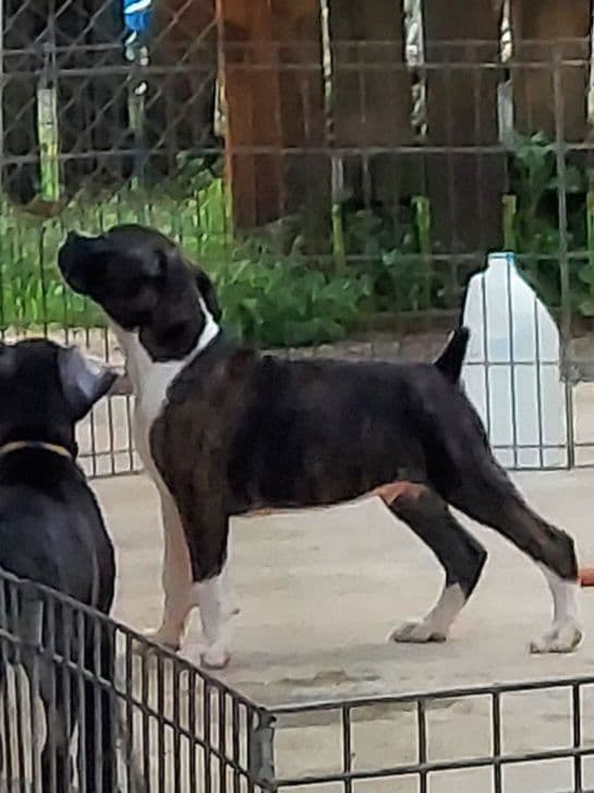 Black Tie's Cosmic Ginger presents beautiful boxer puppies media 3