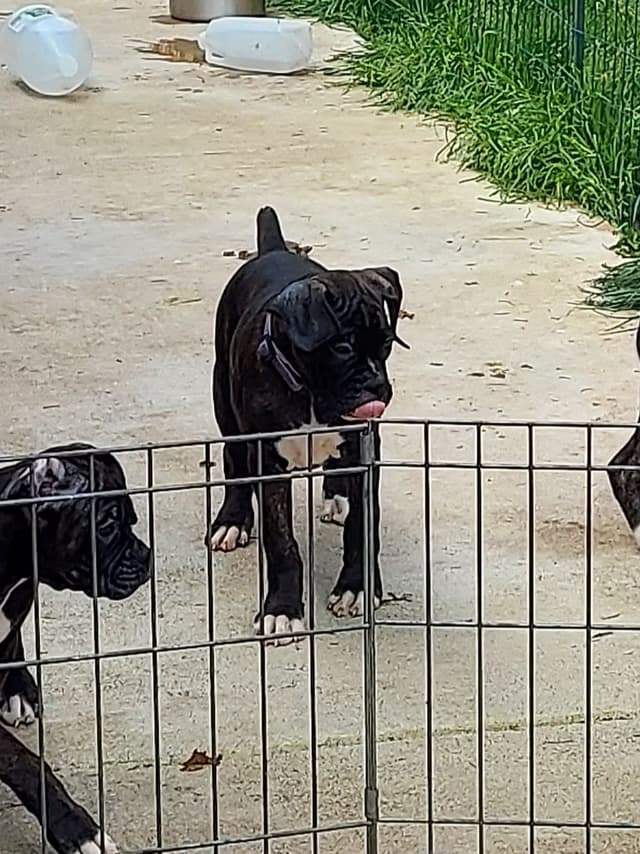 Black Tie's Cosmic Ginger presents beautiful boxer puppies media 4
