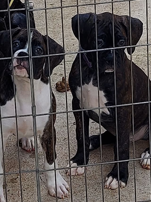 Black Tie's Cosmic Ginger presents beautiful boxer puppies media 6