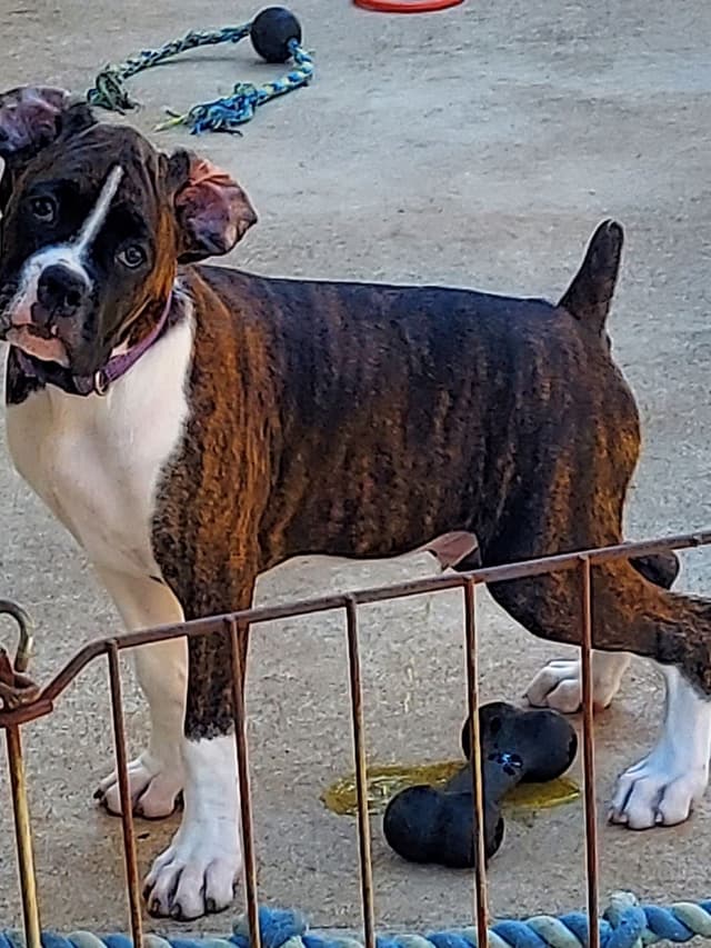 Black Tie's Cosmic Ginger presents beautiful boxer puppies media 7