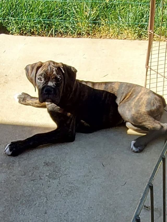 Black Tie's Cosmic Ginger presents beautiful boxer puppies media 8