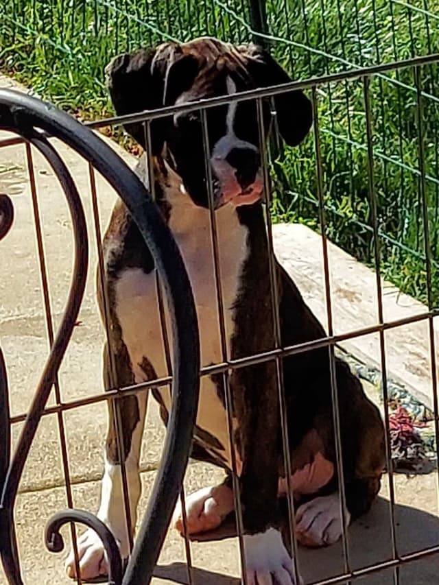 Black Tie's Cosmic Ginger presents beautiful boxer puppies media 9