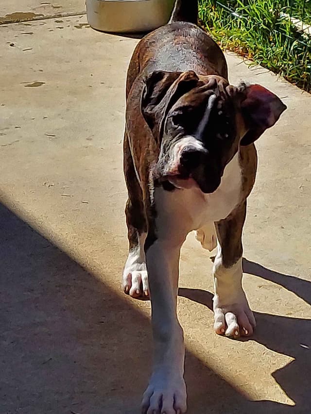 Black Tie's Cosmic Ginger presents beautiful boxer puppies media 11