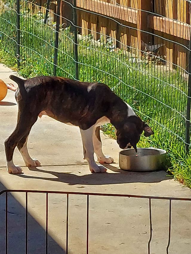 Black Tie's Cosmic Ginger presents beautiful boxer puppies media 12