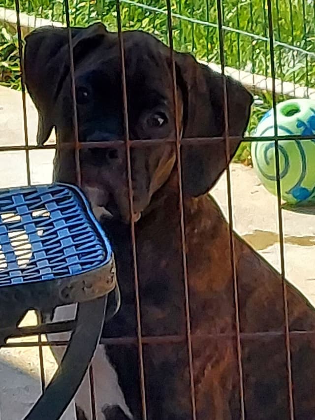 Black Tie's Cosmic Ginger presents beautiful boxer puppies media 13