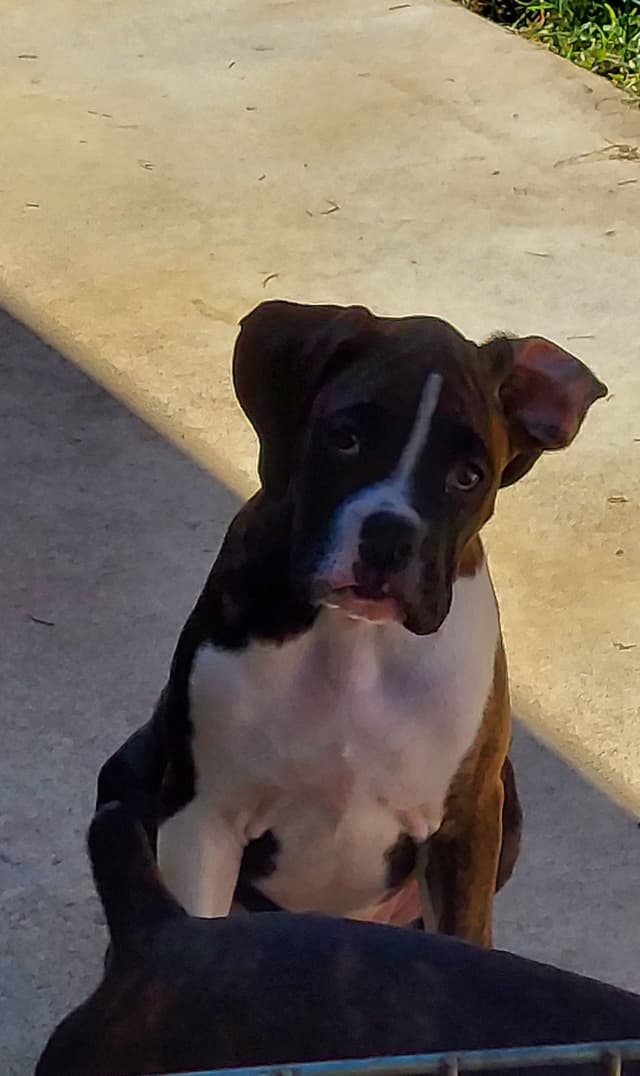 Black Tie's Cosmic Ginger presents beautiful boxer puppies media 15