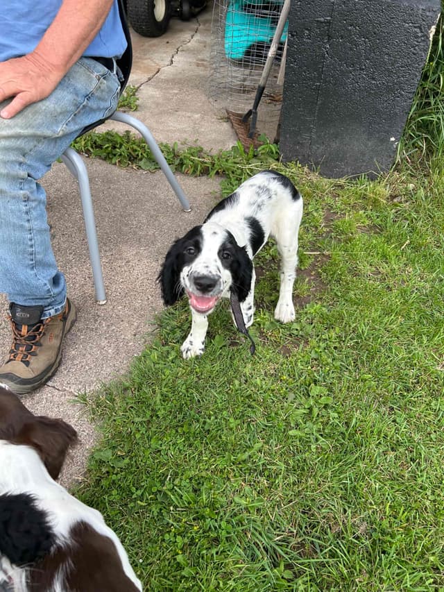 English Springer Spaniel Puppies media 4