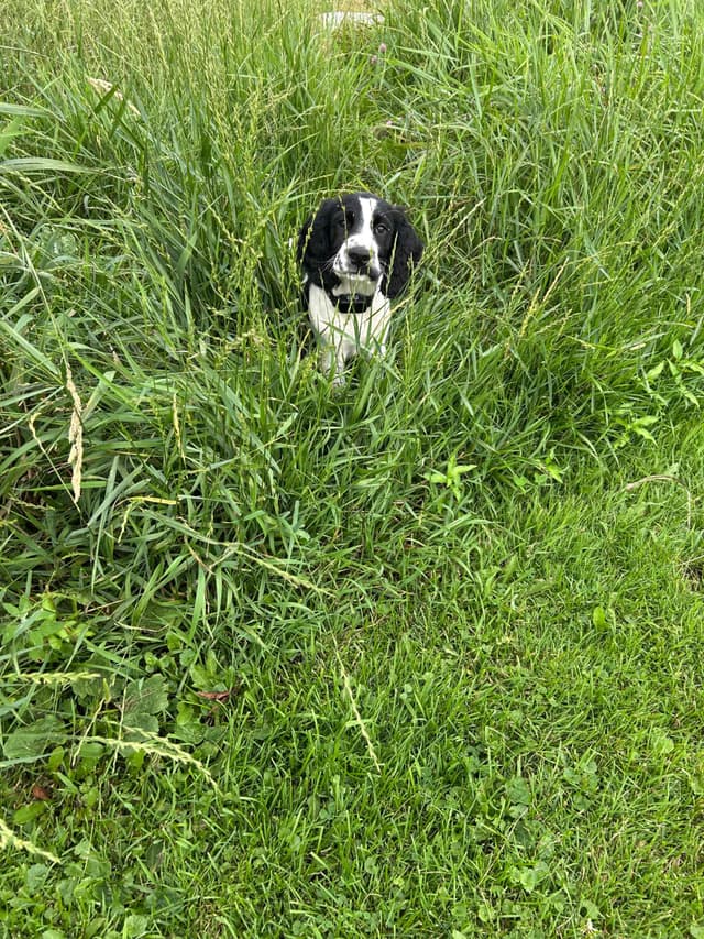 English Springer Spaniel Puppies media 6