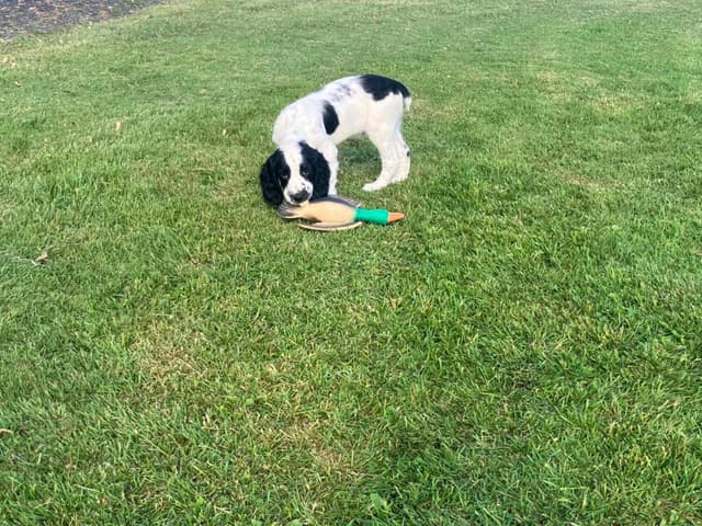 English Springer Spaniel Puppies media 5