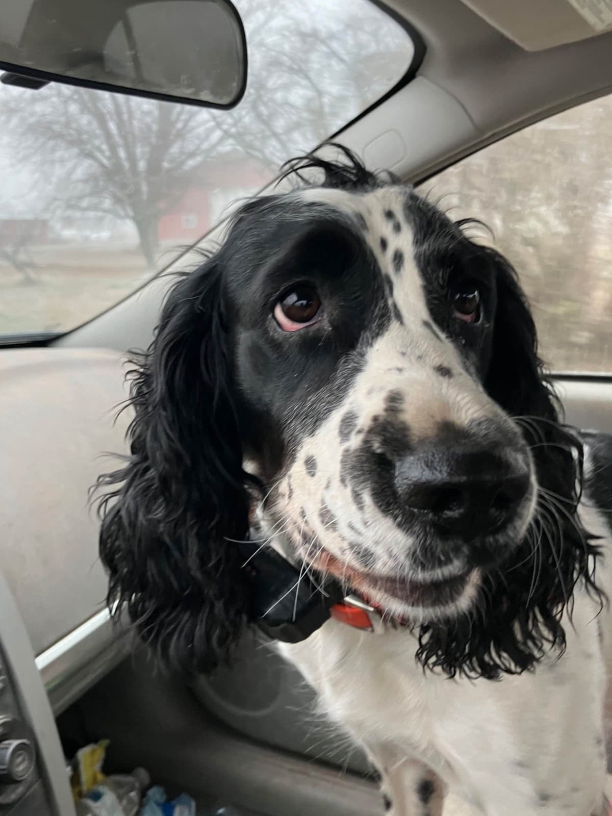 English Springer Spaniel Puppies breeder image 1