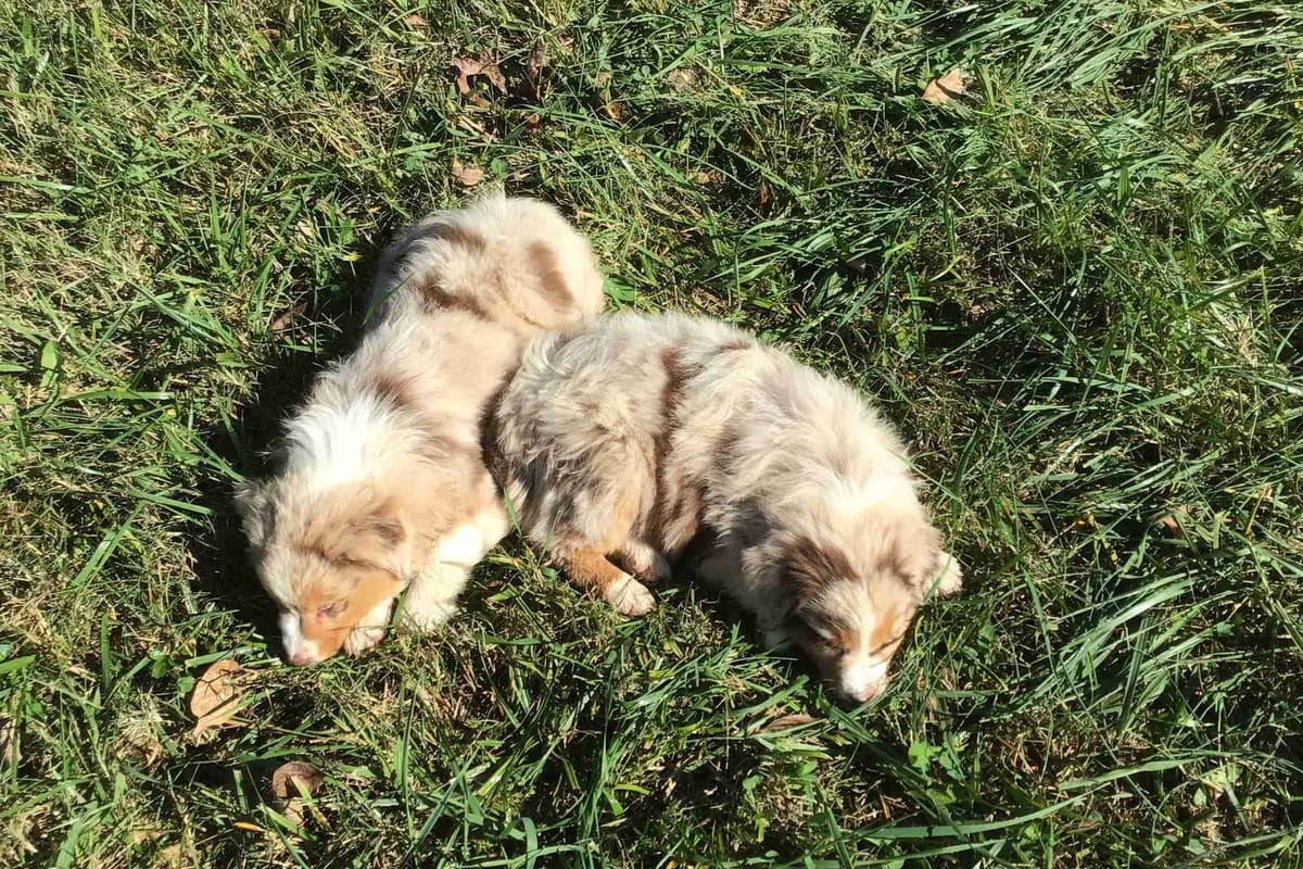 Australian Shepherd Puppies breeder image 4