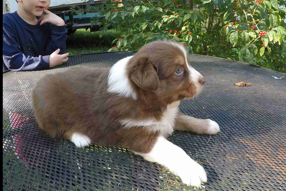 Australian Shepherd Puppies breeder image 5