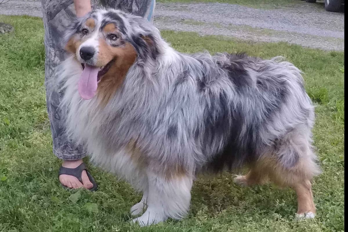 Australian Shepherd Puppies breeder image 2