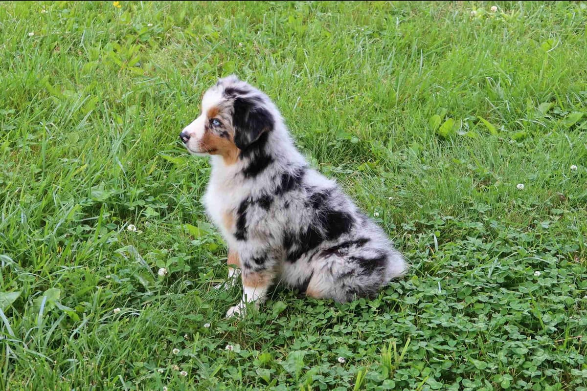 Australian Shepherd Puppies breeder image 6