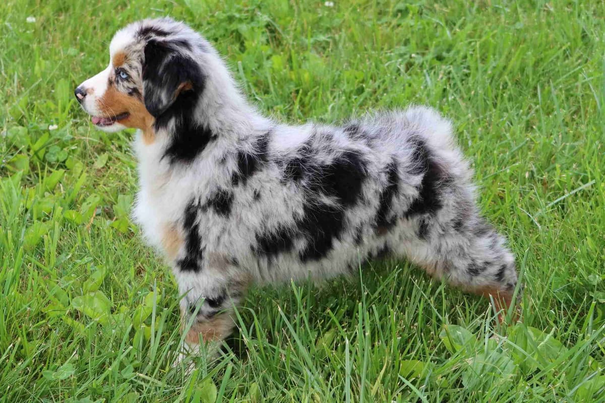 Australian Shepherd Puppies breeder image 1