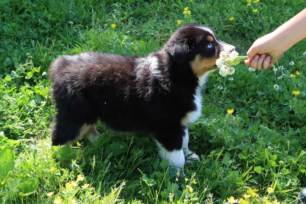 Australian Shepherd Puppies breeder image 3