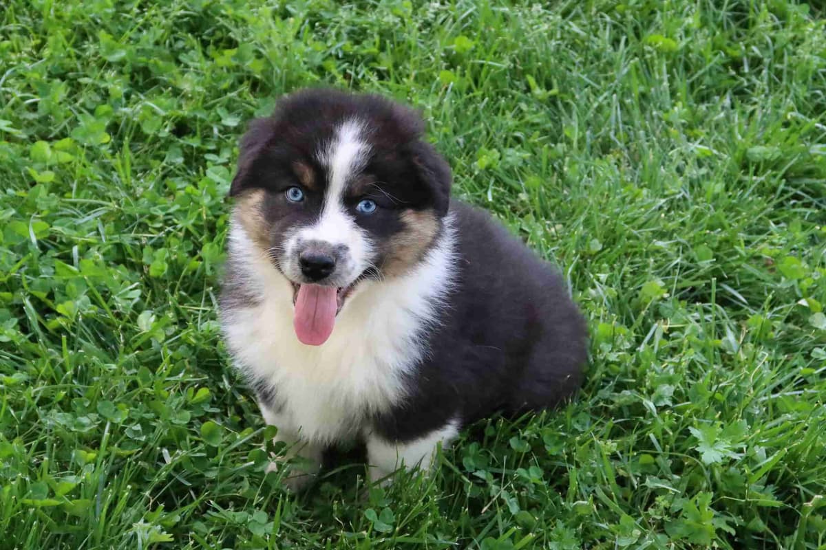 Australian Shepherd Puppies breeder image 7