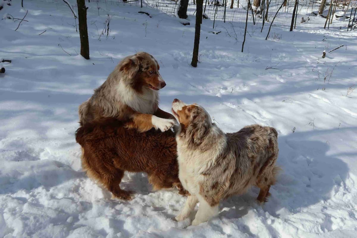 Australian Shepherd Puppies breeder image 10
