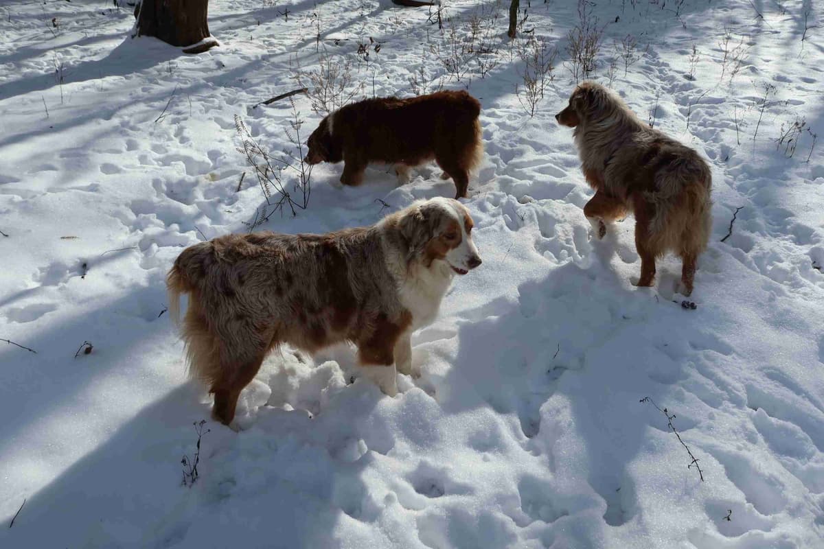 Australian Shepherd Puppies breeder image 11