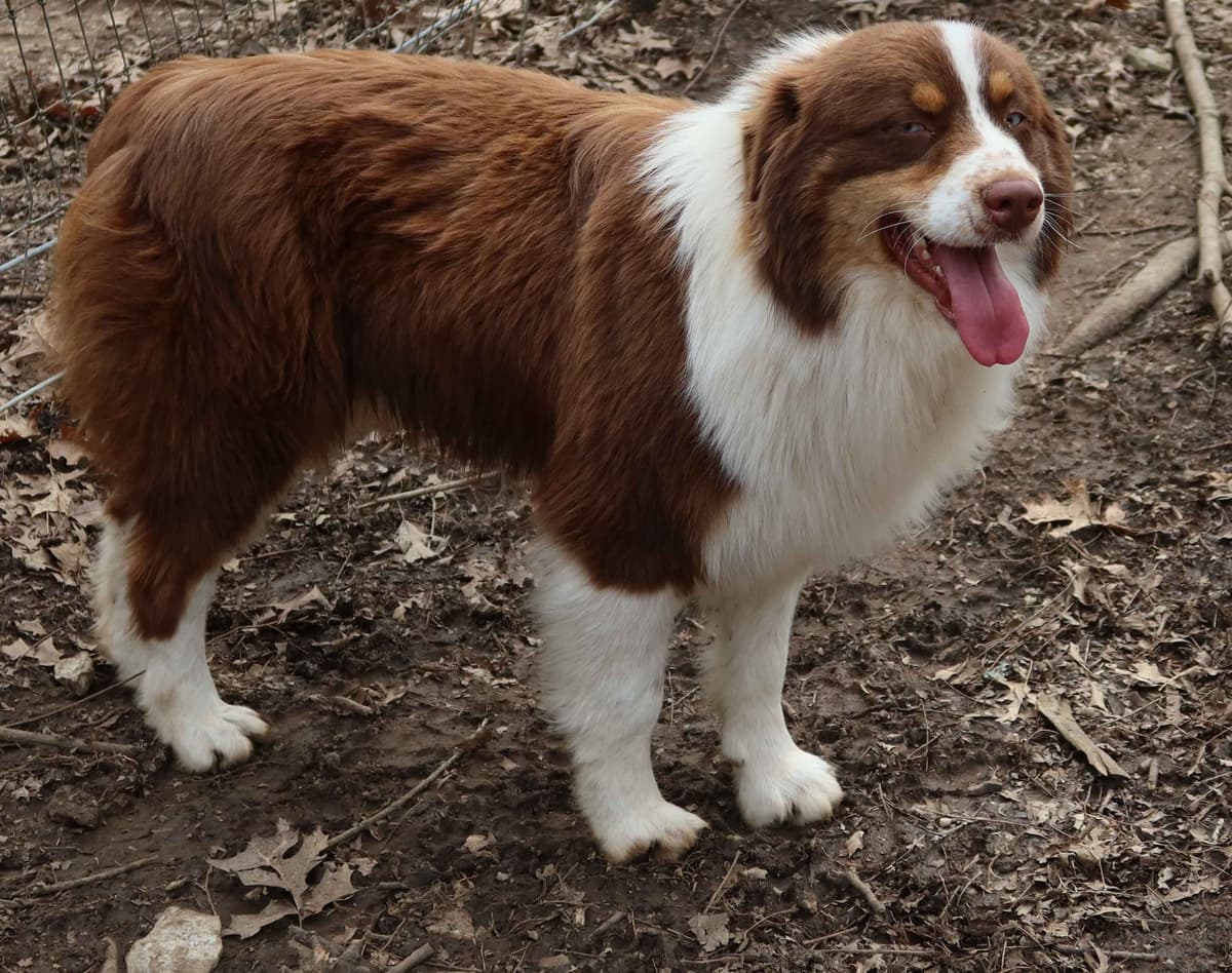 Australian Shepherd Puppies breeder image 12