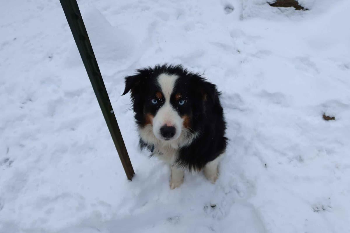 Australian Shepherd Puppies breeder image 13