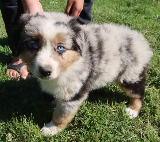 Australian Shepherd Puppies media 2